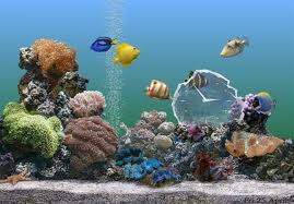 Aquarium In Motion